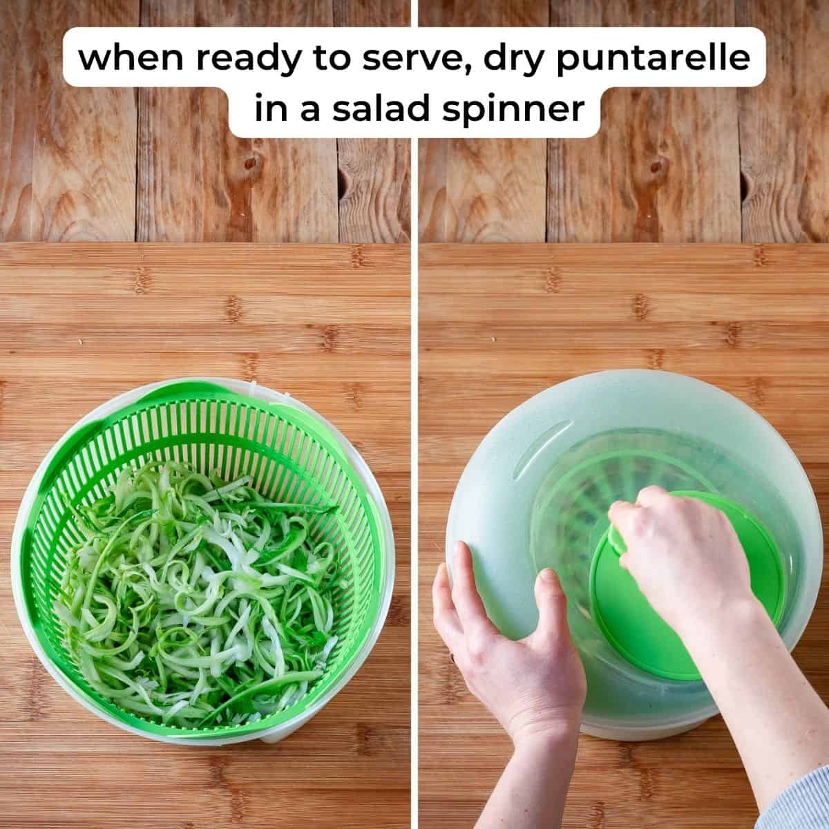 Drying puntarelle in a salad spinner.